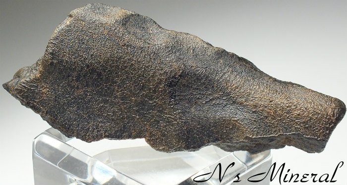 Camel Donga (AEUC-M)