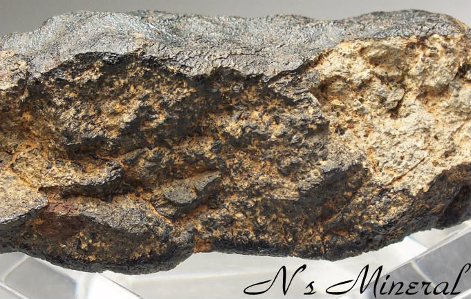 Camel Donga (AEUC-M)