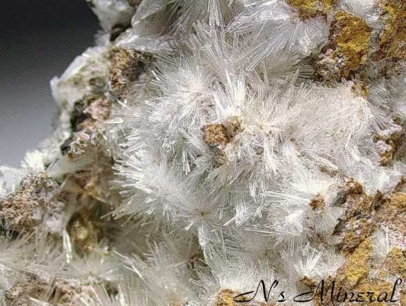 �V�����U�C�g/Scholzite