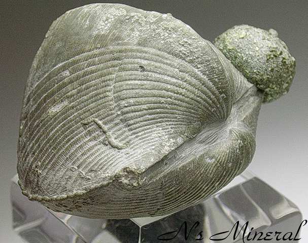 ���S�z���r����/Pyrite Brachiopod